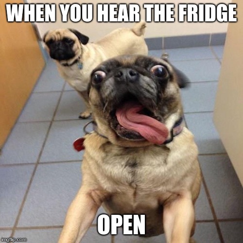 Excited dog | WHEN YOU HEAR THE FRIDGE; OPEN | image tagged in excited dog | made w/ Imgflip meme maker
