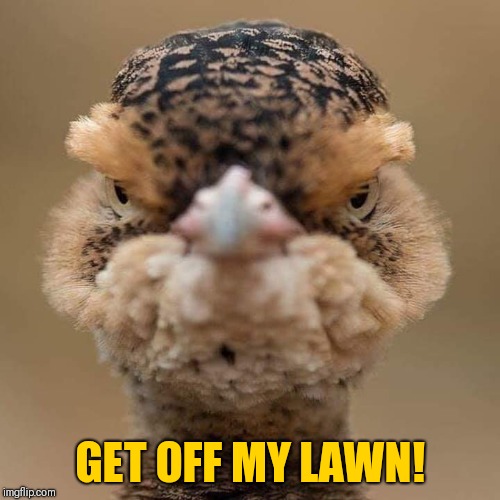 Get off my lawn! | GET OFF MY LAWN! | image tagged in funny bird,get off my lawn | made w/ Imgflip meme maker