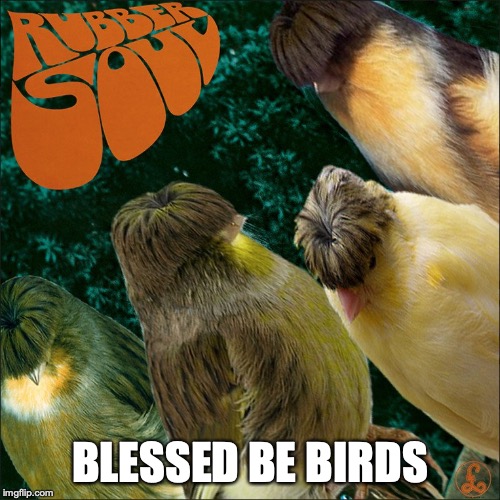 BLESSED BE BIRDS | image tagged in birds,mashup | made w/ Imgflip meme maker