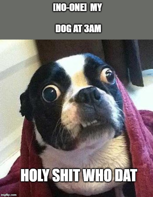 [NO-ONE]

MY DOG AT 3AM; HOLY SHIT WHO DAT | image tagged in dogs | made w/ Imgflip meme maker
