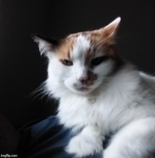 My Cat Callie | image tagged in cat | made w/ Imgflip meme maker