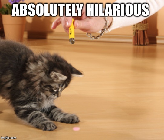 cat laser pointer | ABSOLUTELY HILARIOUS | image tagged in cat laser pointer | made w/ Imgflip meme maker