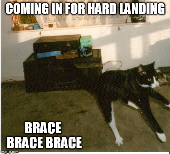 brace brace brace | COMING IN FOR HARD LANDING; BRACE BRACE BRACE | image tagged in cats,funny cats,lolcats | made w/ Imgflip meme maker