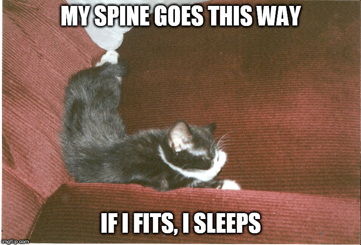 my spine goes this way | MY SPINE GOES THIS WAY; IF I FITS, I SLEEPS | image tagged in cats,lolcats,funny cats | made w/ Imgflip meme maker