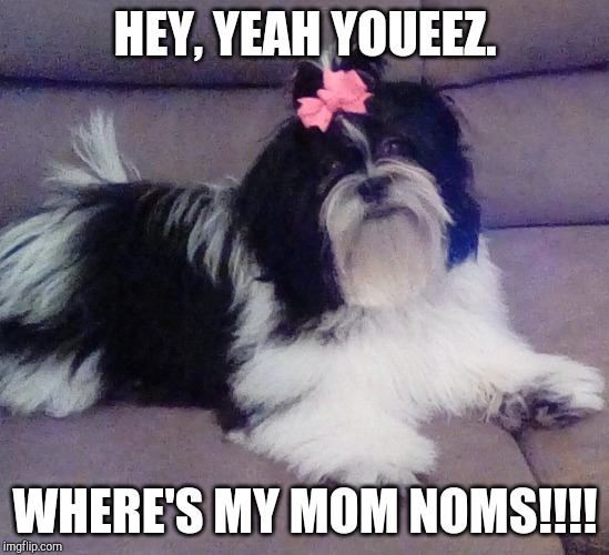 HEY, YEAH YOUEEZ. WHERE'S MY MOM NOMS!!!! | image tagged in shnogey it meme | made w/ Imgflip meme maker