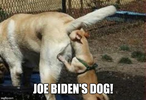 Brown noser | JOE BIDEN'S DOG! | image tagged in brown noser | made w/ Imgflip meme maker