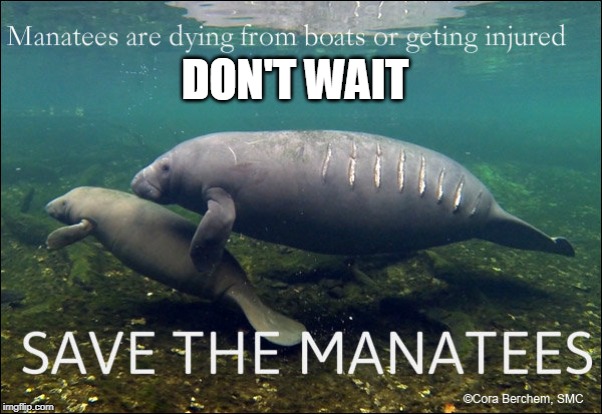 SAVE THE MANATEES BEFORE THERE GONE | DON'T WAIT | image tagged in politics | made w/ Imgflip meme maker