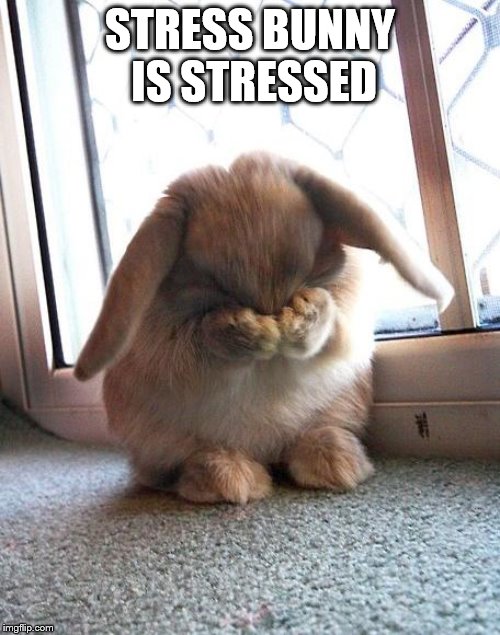 embarrassed bunny | STRESS BUNNY IS STRESSED | image tagged in embarrassed bunny | made w/ Imgflip meme maker