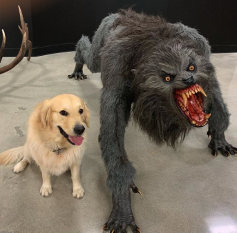 Dog vs. Warewolf Blank Meme Template