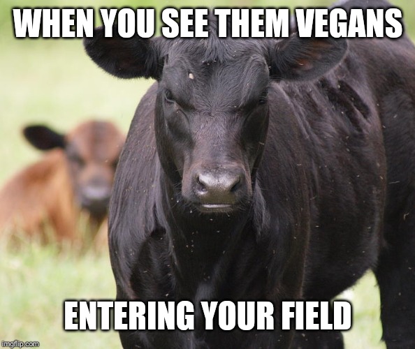 When you see them vegans | WHEN YOU SEE THEM VEGANS; ENTERING YOUR FIELD | image tagged in vegan,cow,food,funny | made w/ Imgflip meme maker