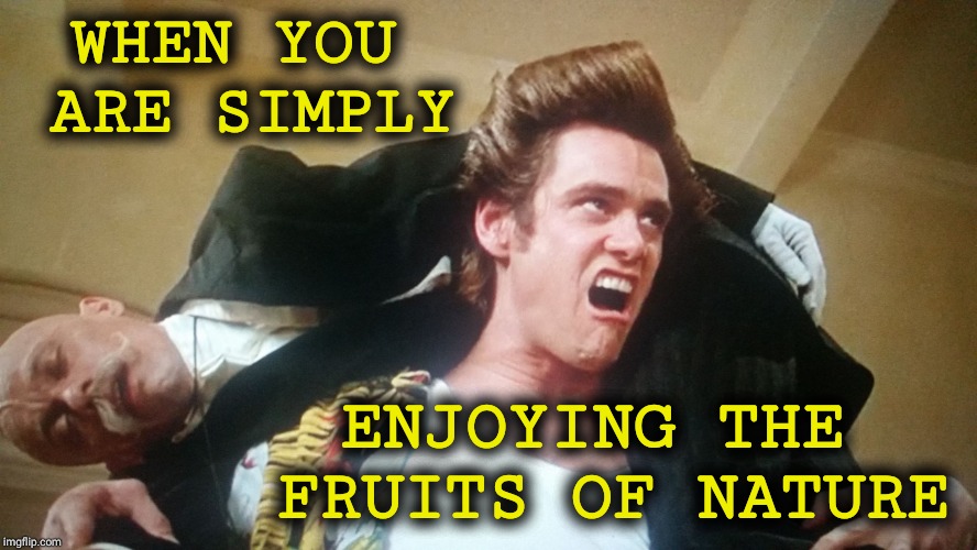Bumblebeetuna | WHEN YOU ARE SIMPLY; ENJOYING THE FRUITS OF NATURE | image tagged in peta should have adopted ace,memes,funny,2019,vintage,funny memes | made w/ Imgflip meme maker