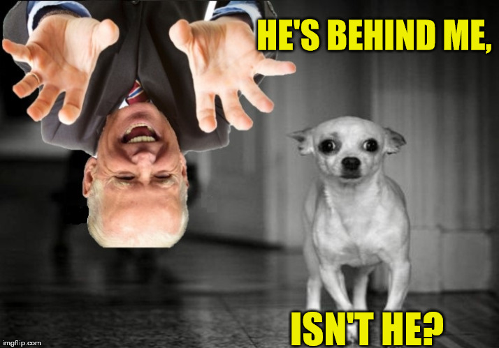 Which one is the Dog | HE'S BEHIND ME, ISN'T HE? | image tagged in scared dog,memes,joe biden,behind | made w/ Imgflip meme maker