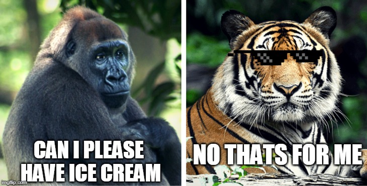 NO THATS FOR ME; CAN I PLEASE HAVE ICE CREAM | image tagged in tiger | made w/ Imgflip meme maker