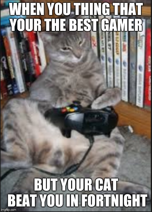 WHEN YOU THING THAT YOUR THE BEST GAMER; BUT YOUR CAT BEAT YOU IN FORTNIGHT | image tagged in funny | made w/ Imgflip meme maker