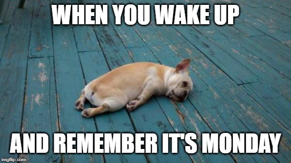 tired dog | WHEN YOU WAKE UP; AND REMEMBER IT'S MONDAY | image tagged in tired dog | made w/ Imgflip meme maker
