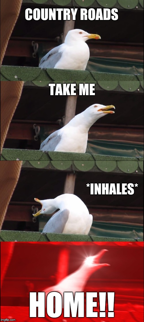 when your song comes on the radio | COUNTRY ROADS; TAKE ME; *INHALES*; HOME!! | image tagged in memes,inhaling seagull | made w/ Imgflip meme maker