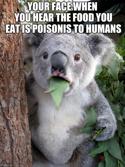 Surprised Koala Meme | YOUR FACE WHEN YOU HEAR THE FOOD YOU EAT IS POISONIS TO HUMANS | image tagged in memes,surprised koala | made w/ Imgflip meme maker