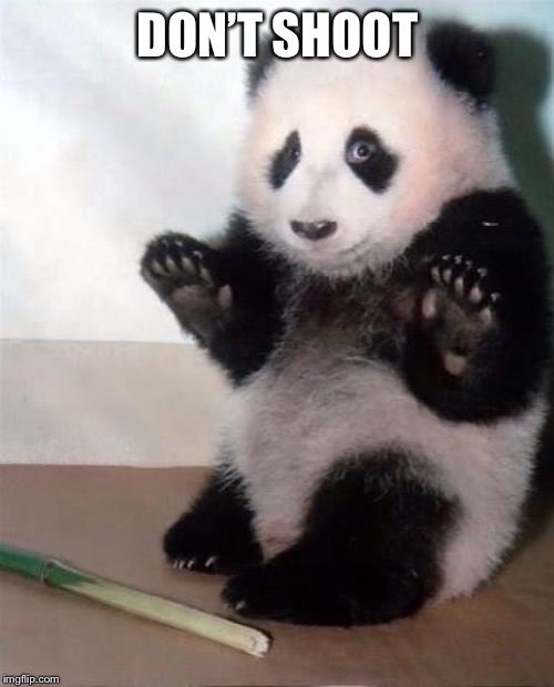 Hands Up panda | DON’T SHOOT | image tagged in hands up panda | made w/ Imgflip meme maker