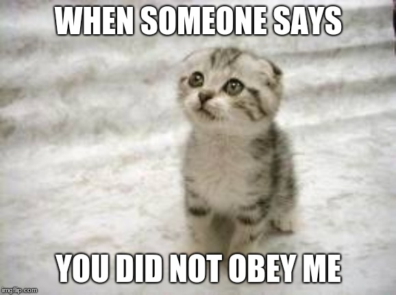 Sad Cat | WHEN SOMEONE SAYS; YOU DID NOT OBEY ME | image tagged in memes,sad cat | made w/ Imgflip meme maker