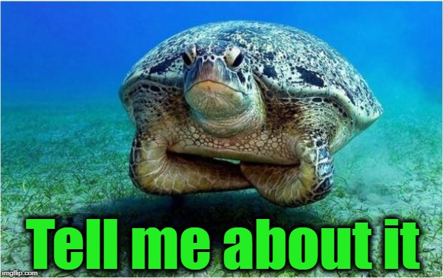 Disappointed turtle | Tell me about it | image tagged in disappointed turtle | made w/ Imgflip meme maker