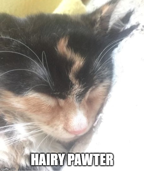 Dreaming of The-Cat-Who-Must-Not-Be-Named | HAIRY PAWTER | image tagged in harry potter meme,cats | made w/ Imgflip meme maker