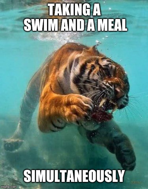 Swimming Tiger | TAKING A SWIM AND A MEAL SIMULTANEOUSLY | image tagged in swimming tiger | made w/ Imgflip meme maker