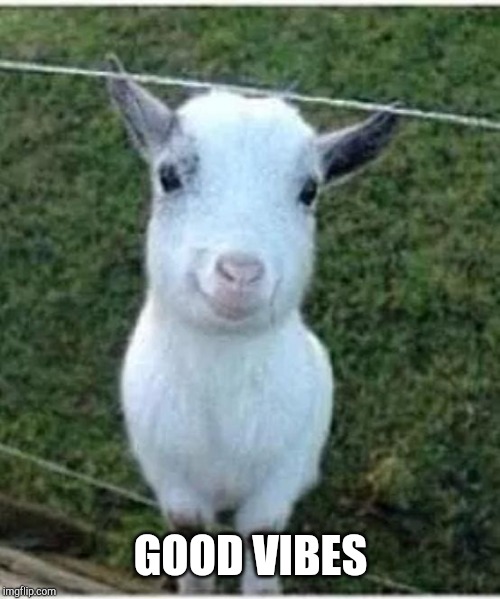Good vibes goat  | GOOD VIBES | image tagged in good vibes goat | made w/ Imgflip meme maker