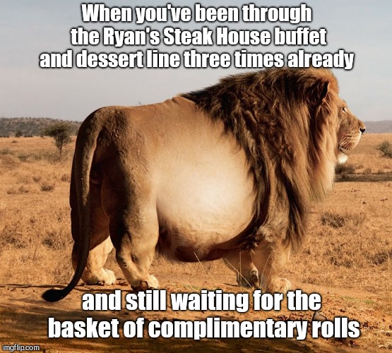 When you've been through the Ryan's Steak House buffet and dessert line three times already; and still waiting for the basket of complimentary rolls | image tagged in obese lion,overeating,humor | made w/ Imgflip meme maker