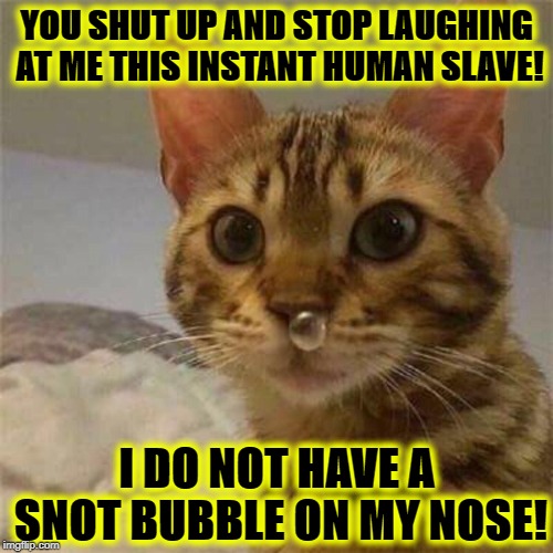 YOU SHUT UP AND STOP LAUGHING AT ME THIS INSTANT HUMAN SLAVE! I DO NOT HAVE A SNOT BUBBLE ON MY NOSE! | image tagged in snotty cat | made w/ Imgflip meme maker