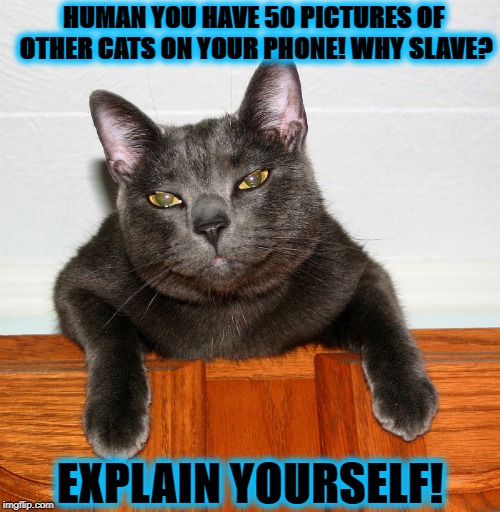 HUMAN YOU HAVE 50 PICTURES OF OTHER CATS ON YOUR PHONE! WHY SLAVE? EXPLAIN YOURSELF! | image tagged in explain yourself | made w/ Imgflip meme maker