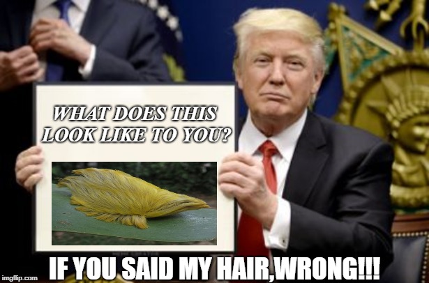 A caterpillar looks like Trumps hair | WHAT DOES THIS LOOK LIKE TO YOU? IF YOU SAID MY HAIR,WRONG!!! | image tagged in donald trump,hair,caterpillar | made w/ Imgflip meme maker