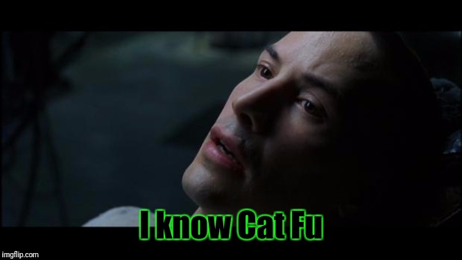 I know Kung Fu | I know Cat Fu | image tagged in i know kung fu | made w/ Imgflip meme maker