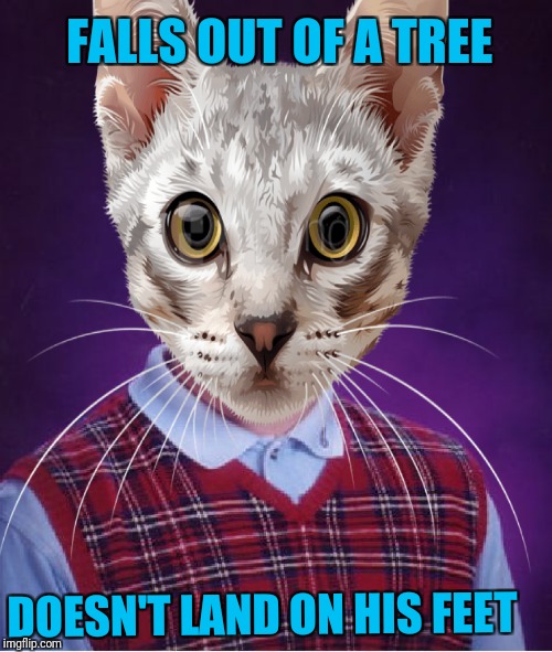 FALLS OUT OF A TREE; DOESN'T LAND ON HIS FEET | image tagged in bad luck brian,cats,used up all his nine lives | made w/ Imgflip meme maker