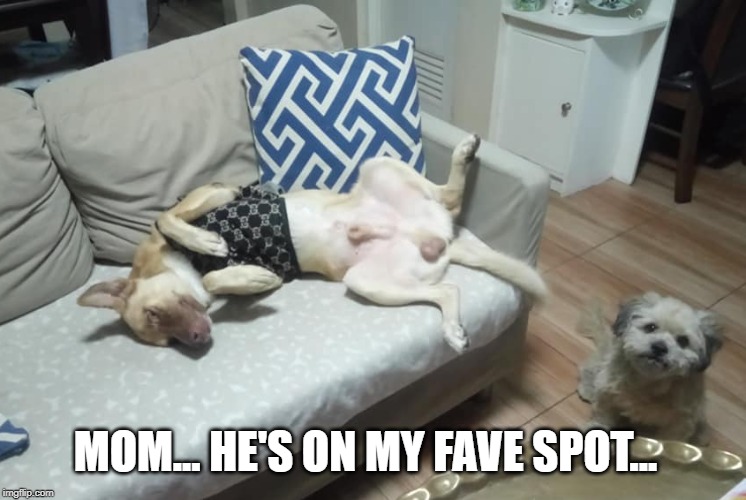 MOM... HE'S ON MY FAVE SPOT... | image tagged in gwangsu the aspin | made w/ Imgflip meme maker