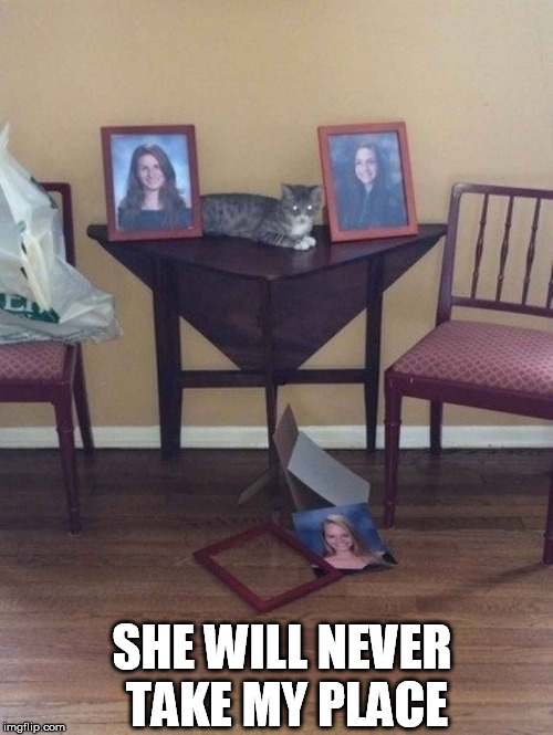 How catty | SHE WILL NEVER TAKE MY PLACE | image tagged in jerk,cat | made w/ Imgflip meme maker
