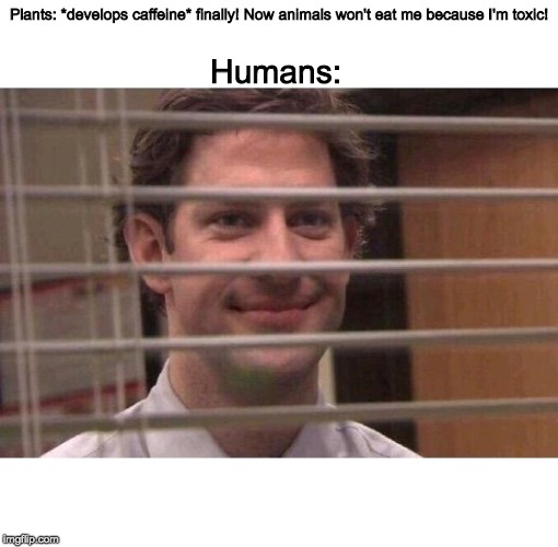 Jim Office Blinds | Plants: *develops caffeine* finally! Now animals won't eat me because I'm toxic! Humans: | image tagged in jim office blinds | made w/ Imgflip meme maker