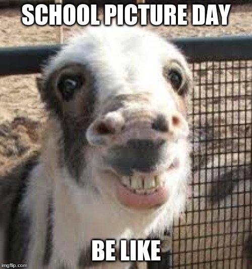 scool picture day for animals | SCHOOL PICTURE DAY; BE LIKE | image tagged in animals,funny picture | made w/ Imgflip meme maker