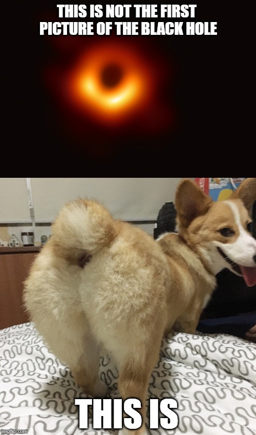 The Real Black Hole | THIS IS NOT THE FIRST PICTURE OF THE BLACK HOLE; THIS IS | image tagged in corgi,butts,cute,dogs,memes,black hole | made w/ Imgflip meme maker
