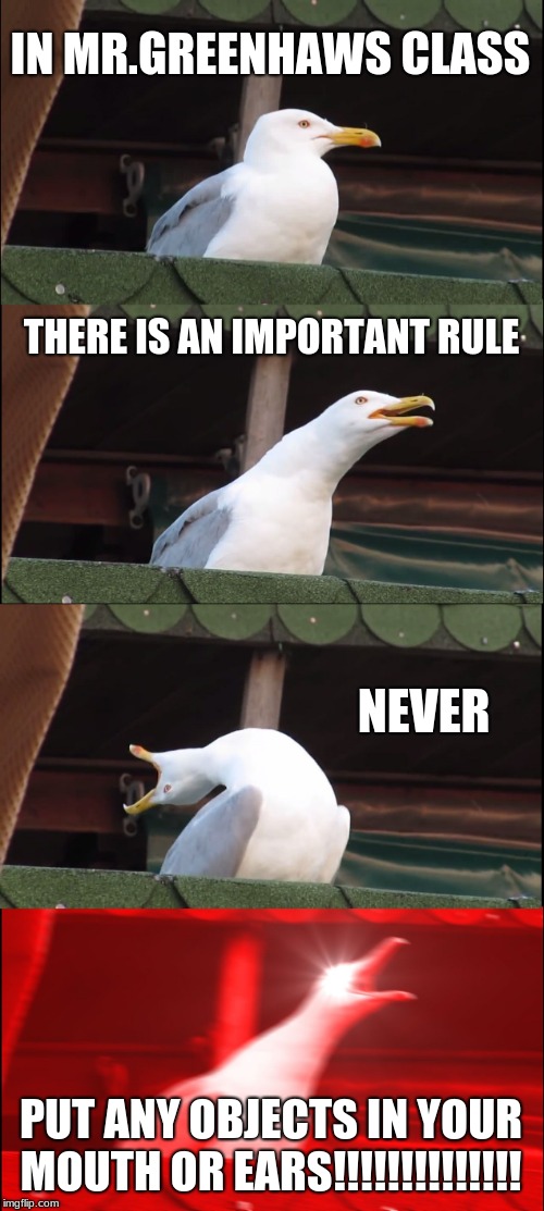 Inhaling Seagull Meme | IN MR.GREENHAWS CLASS; THERE IS AN IMPORTANT RULE; NEVER; PUT ANY OBJECTS IN YOUR MOUTH OR EARS!!!!!!!!!!!!!! | image tagged in memes,inhaling seagull | made w/ Imgflip meme maker