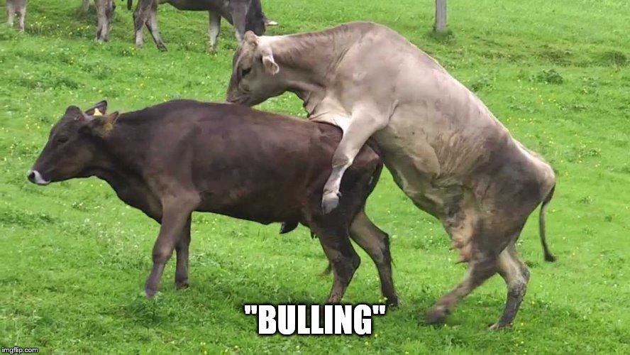 "BULLING" | made w/ Imgflip meme maker