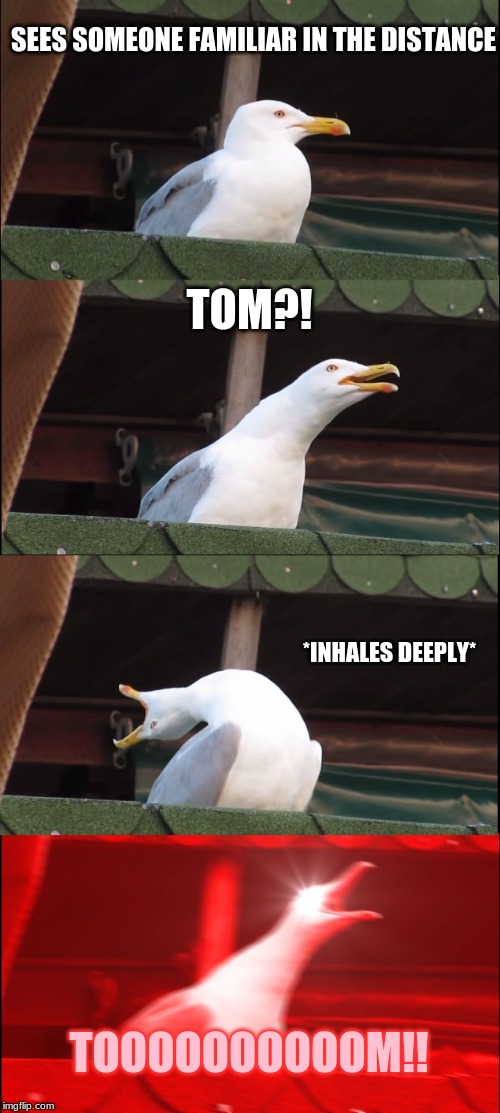 Inhaling Seagull Meme | SEES SOMEONE FAMILIAR IN THE DISTANCE; TOM?! *INHALES DEEPLY*; TOOOOOOOOOOM!! | image tagged in memes,inhaling seagull | made w/ Imgflip meme maker