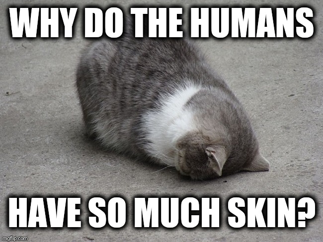 Dust is mainly human skin! Did you know that? |  WHY DO THE HUMANS; HAVE SO MUCH SKIN? | image tagged in face plant cat,memes,cat,fun,imgflip,kitty | made w/ Imgflip meme maker