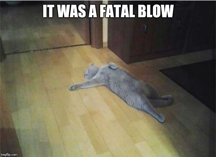 cat tired | IT WAS A FATAL BLOW | image tagged in cat tired | made w/ Imgflip meme maker