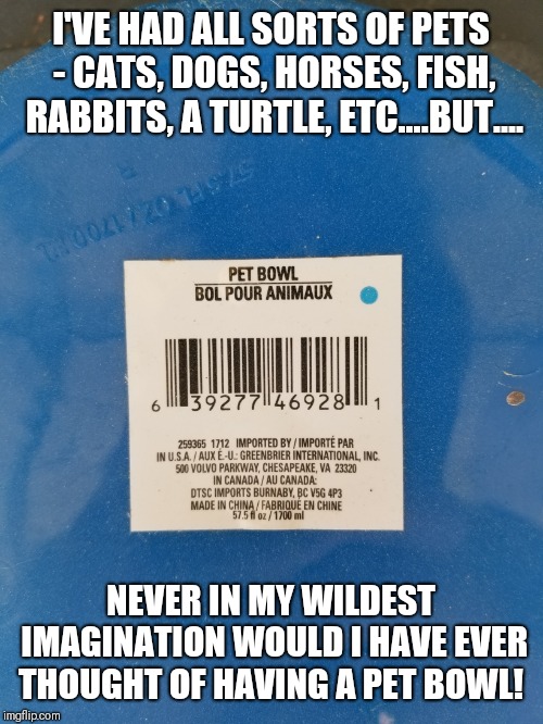Pet....bowl?!! | I'VE HAD ALL SORTS OF PETS - CATS, DOGS, HORSES, FISH, RABBITS, A TURTLE, ETC....BUT.... NEVER IN MY WILDEST IMAGINATION WOULD I HAVE EVER THOUGHT OF HAVING A PET BOWL! | image tagged in pet bowl,pets,pet,original memes,memes,satire | made w/ Imgflip meme maker