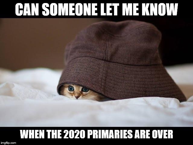CAN SOMEONE LET ME KNOW; WHEN THE 2020 PRIMARIES ARE OVER | image tagged in cat,election 2020 | made w/ Imgflip meme maker