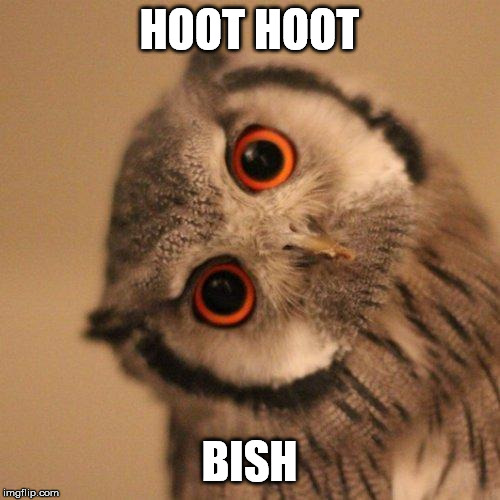 inquisitve owl | HOOT HOOT BISH | image tagged in inquisitve owl | made w/ Imgflip meme maker