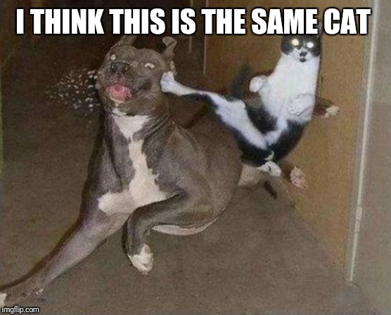 Cat Kicking Dog | I THINK THIS IS THE SAME CAT | image tagged in cat kicking dog | made w/ Imgflip meme maker