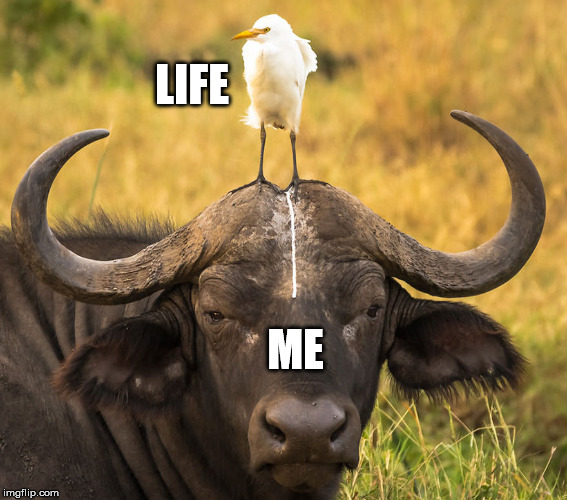Life.... | LIFE; ME | image tagged in that's life | made w/ Imgflip meme maker
