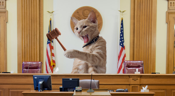 Judge Kitty Blank Meme Template
