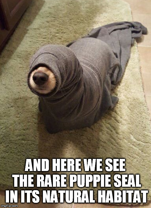 AND HERE WE SEE THE RARE PUPPIE SEAL IN ITS NATURAL HABITAT | made w/ Imgflip meme maker